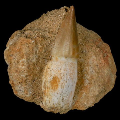 2.6" Mosasaur Prognathodon Fossil Tooth Rooted In Matrix Cretaceous Dinosaur Era - Fossil Age Minerals