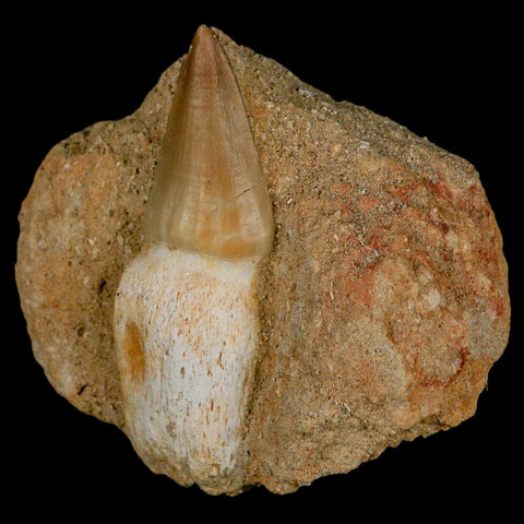 2.6" Mosasaur Prognathodon Fossil Tooth Rooted In Matrix Cretaceous Dinosaur Era - Fossil Age Minerals