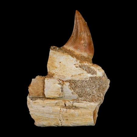 2.8" Halisaurus Mosasaur Fossil Tooth Jaw Section Cretaceous Dinosaur Era COA