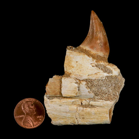 2.8" Halisaurus Mosasaur Fossil Tooth Jaw Section Cretaceous Dinosaur Era COA - Fossil Age Minerals