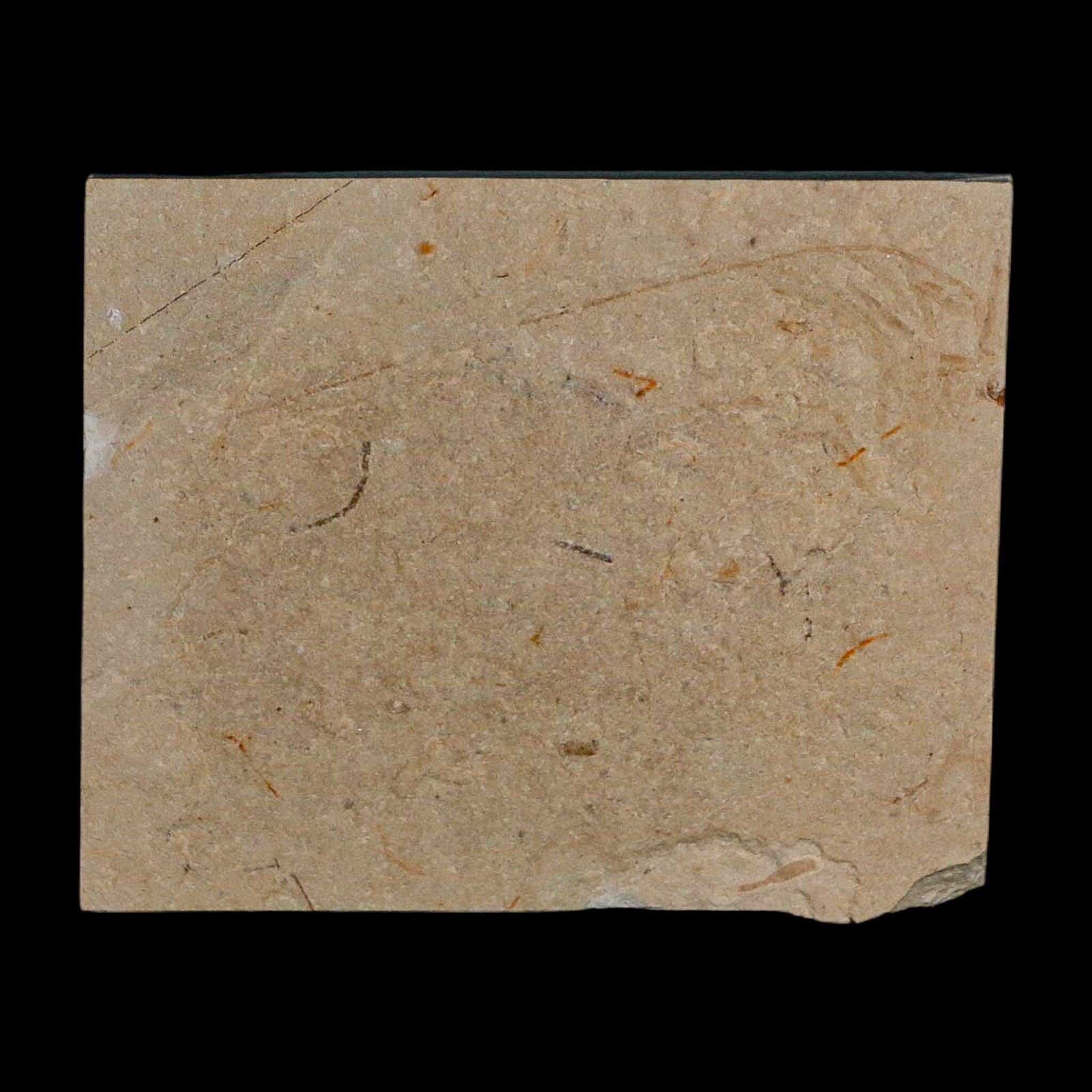1.7" Fossil Shrimp Carpopenaeus Cretaceous Age 100 Mil Yrs Old Lebanon COA - Fossil Age Minerals