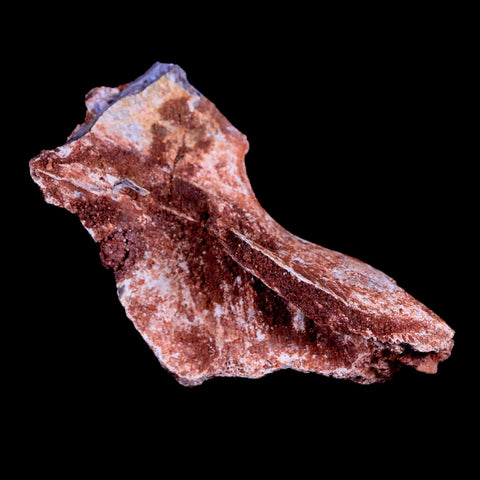 2.1" Crocodile Fossil Skull Bone Hell Creek FM Cretaceous Dinosaur Age Montana - Fossil Age Minerals