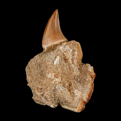 2.8" Halisaurus Mosasaur Fossil Tooth Jaw Section Cretaceous Dinosaur Era COA - Fossil Age Minerals