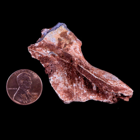 2.1" Crocodile Fossil Skull Bone Hell Creek FM Cretaceous Dinosaur Age Montana - Fossil Age Minerals