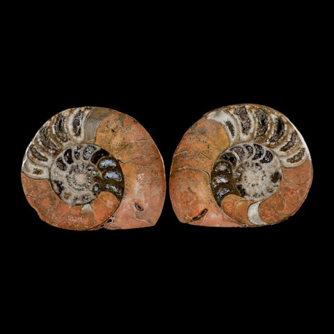 3.1" Goniatite Ammonite Fossil Polished, Cut Half's Erfoud Morocco Devonian Age COA - Fossil Age Minerals