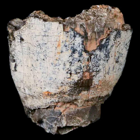 0.9" Jobaria Sauropod Fossil Tooth Middle Jurassic Age Dinosaur Tiourarén FM Niger - Fossil Age Minerals