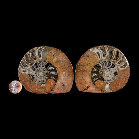 3.1" Goniatite Ammonite Fossil Polished, Cut Half's Erfoud Morocco Devonian Age COA - Fossil Age Minerals