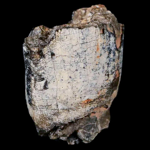 0.9" Jobaria Sauropod Fossil Tooth Middle Jurassic Age Dinosaur Tiourarén FM Niger - Fossil Age Minerals