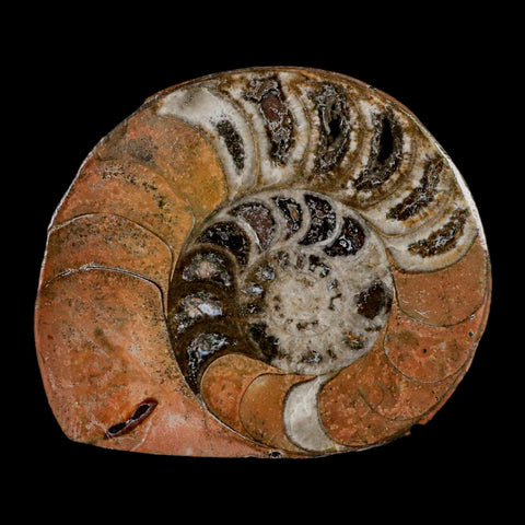 3.1" Goniatite Ammonite Fossil Polished, Cut Half's Erfoud Morocco Devonian Age COA - Fossil Age Minerals