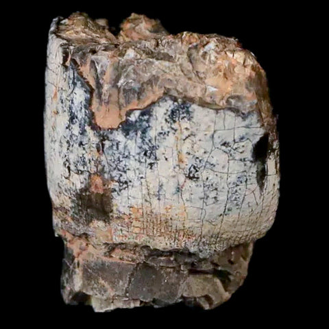 0.9" Jobaria Sauropod Fossil Tooth Middle Jurassic Age Dinosaur Tiourarén FM Niger - Fossil Age Minerals