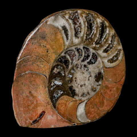 3.1" Goniatite Ammonite Fossil Polished, Cut Half's Erfoud Morocco Devonian Age COA - Fossil Age Minerals