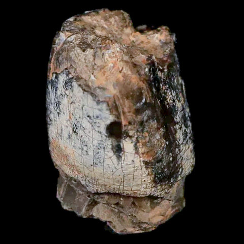 0.9" Jobaria Sauropod Fossil Tooth Middle Jurassic Age Dinosaur Tiourarén FM Niger - Fossil Age Minerals