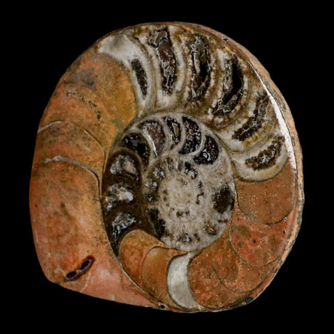 3.1" Goniatite Ammonite Fossil Polished, Cut Half's Erfoud Morocco Devonian Age COA - Fossil Age Minerals