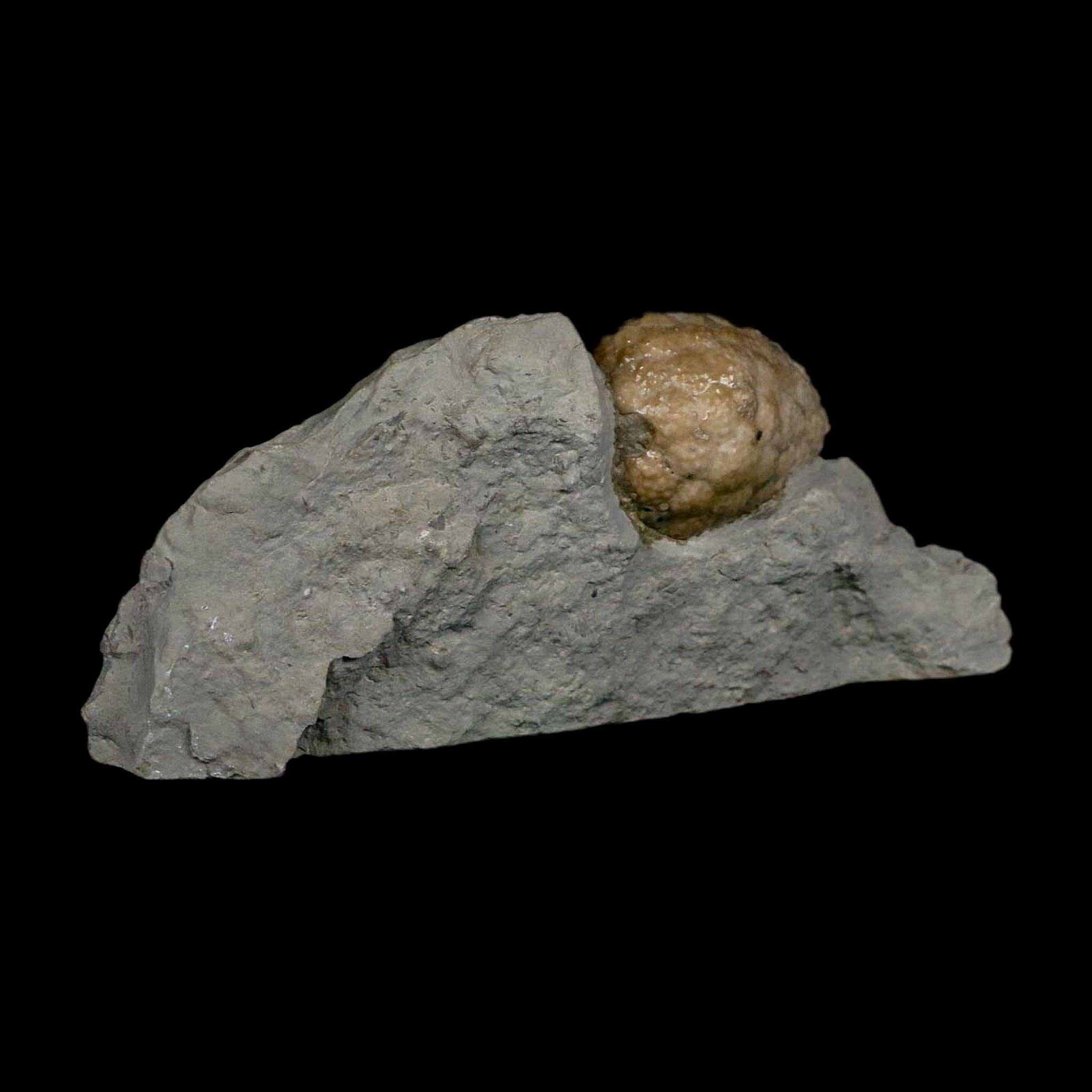 1.4" Holocystites Sp Crinoid In Matrix Fossil Silurian Age Osgood Shale Napoleon Indiana - Fossil Age Minerals