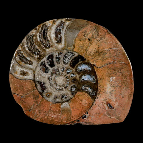 3.1" Goniatite Ammonite Fossil Polished, Cut Half's Erfoud Morocco Devonian Age COA - Fossil Age Minerals