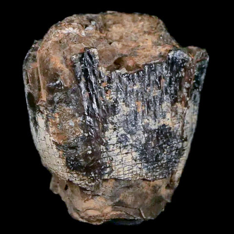 0.9" Jobaria Sauropod Fossil Tooth Middle Jurassic Age Dinosaur Tiourarén FM Niger - Fossil Age Minerals