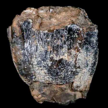 0.9" Jobaria Sauropod Fossil Tooth Middle Jurassic Age Dinosaur Tiourarén FM Niger