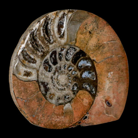 3.1" Goniatite Ammonite Fossil Polished, Cut Half's Erfoud Morocco Devonian Age COA - Fossil Age Minerals