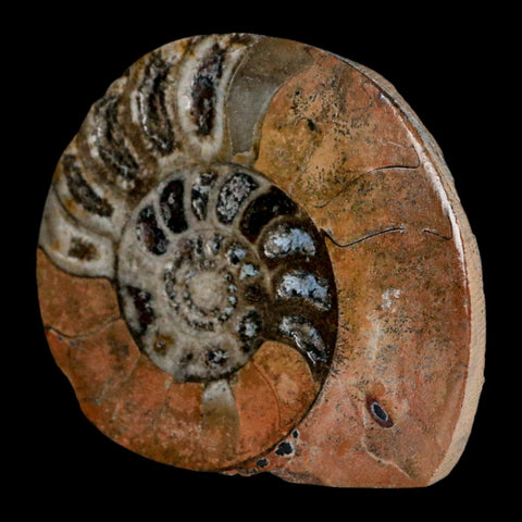 3.1" Goniatite Ammonite Fossil Polished, Cut Half's Erfoud Morocco Devonian Age COA - Fossil Age Minerals