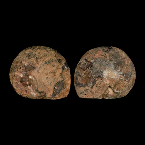 3.1" Goniatite Ammonite Fossil Polished, Cut Half's Erfoud Morocco Devonian Age COA - Fossil Age Minerals