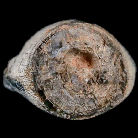 0.9" Jobaria Sauropod Fossil Tooth Middle Jurassic Age Dinosaur Tiourarén FM Niger - Fossil Age Minerals