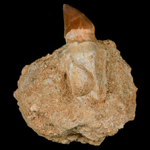 2.9" Mosasaur Prognathodon Fossil Tooth Rooted In Matrix Cretaceous Dinosaur Era - Fossil Age Minerals