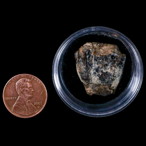 0.9" Jobaria Sauropod Fossil Tooth Middle Jurassic Age Dinosaur Tiourarén FM Niger - Fossil Age Minerals