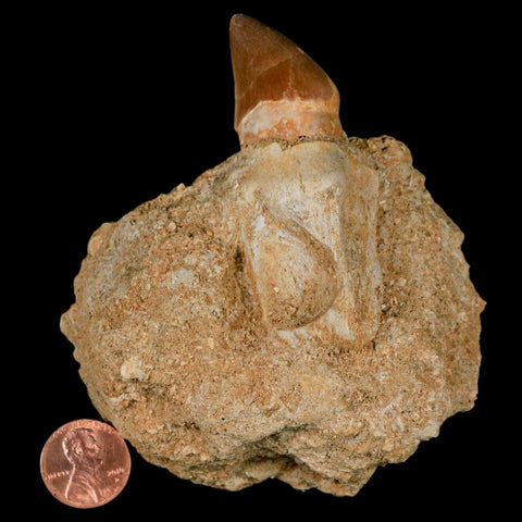 2.9" Mosasaur Prognathodon Fossil Tooth Rooted In Matrix Cretaceous Dinosaur Era - Fossil Age Minerals