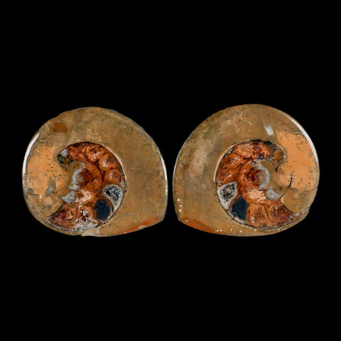 3" Goniatite Ammonite Fossil Polished, Cut Half's Erfoud Morocco Devonian Age COA - Fossil Age Minerals