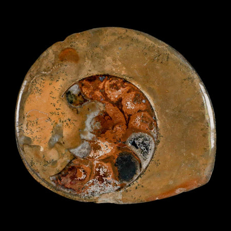 3" Goniatite Ammonite Fossil Polished, Cut Half's Erfoud Morocco Devonian Age COA