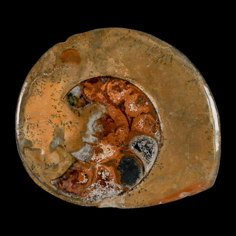3" Goniatite Ammonite Fossil Polished, Cut Half's Erfoud Morocco Devonian Age COA - Fossil Age Minerals