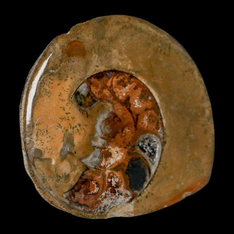 3" Goniatite Ammonite Fossil Polished, Cut Half's Erfoud Morocco Devonian Age COA - Fossil Age Minerals