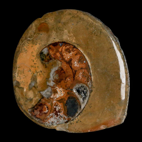 3" Goniatite Ammonite Fossil Polished, Cut Half's Erfoud Morocco Devonian Age COA - Fossil Age Minerals