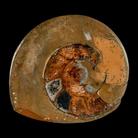 3" Goniatite Ammonite Fossil Polished, Cut Half's Erfoud Morocco Devonian Age COA - Fossil Age Minerals