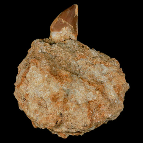 2.9" Mosasaur Prognathodon Fossil Tooth Rooted In Matrix Cretaceous Dinosaur Era - Fossil Age Minerals