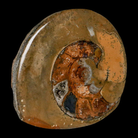 3" Goniatite Ammonite Fossil Polished, Cut Half's Erfoud Morocco Devonian Age COA - Fossil Age Minerals