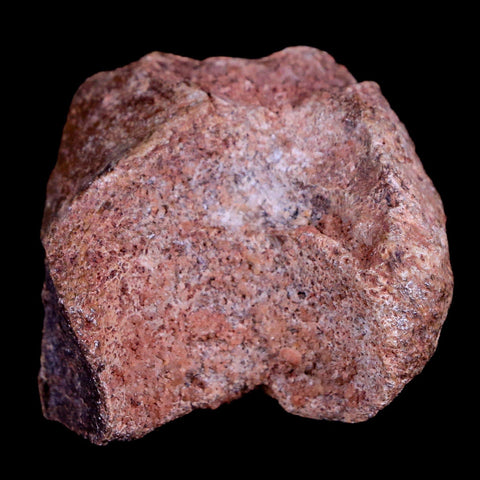 1.3" Crocodile Fossil Vertebrae Bone Hell Creek FM Cretaceous Dinosaur Age Montana - Fossil Age Minerals