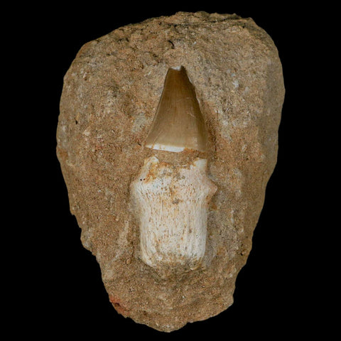 2.4" Mosasaur Prognathodon Fossil Tooth Rooted In Matrix Cretaceous Dinosaur Era - Fossil Age Minerals