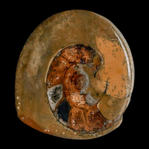 3" Goniatite Ammonite Fossil Polished, Cut Half's Erfoud Morocco Devonian Age COA - Fossil Age Minerals