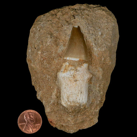 2.4" Mosasaur Prognathodon Fossil Tooth Rooted In Matrix Cretaceous Dinosaur Era - Fossil Age Minerals