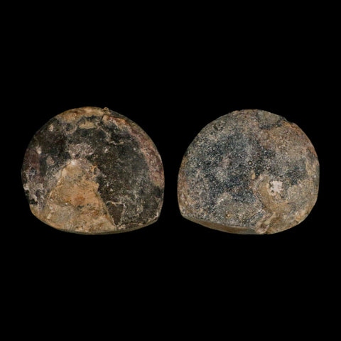 3" Goniatite Ammonite Fossil Polished, Cut Half's Erfoud Morocco Devonian Age COA - Fossil Age Minerals