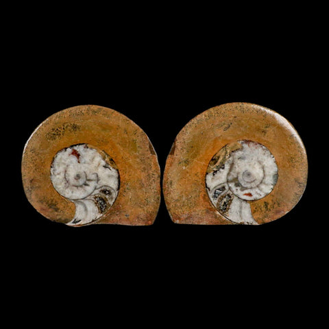 3.1" Goniatite Ammonite Fossil Polished, Cut Half's Erfoud Morocco Devonian Age COA - Fossil Age Minerals