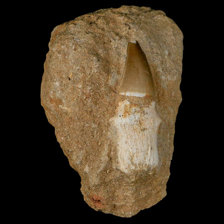 2.4" Mosasaur Prognathodon Fossil Tooth Rooted In Matrix Cretaceous Dinosaur Era