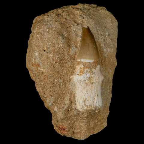 2.4" Mosasaur Prognathodon Fossil Tooth Rooted In Matrix Cretaceous Dinosaur Era - Fossil Age Minerals