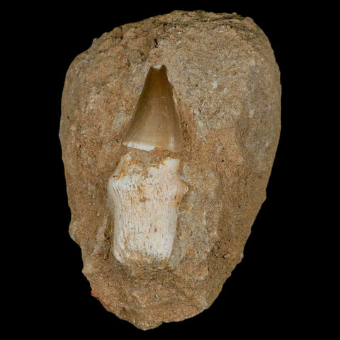 2.4" Mosasaur Prognathodon Fossil Tooth Rooted In Matrix Cretaceous Dinosaur Era - Fossil Age Minerals