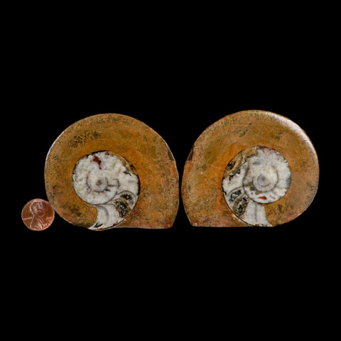 3.1" Goniatite Ammonite Fossil Polished, Cut Half's Erfoud Morocco Devonian Age COA - Fossil Age Minerals