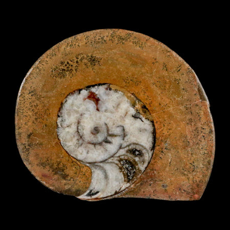 3.1" Goniatite Ammonite Fossil Polished, Cut Half's Erfoud Morocco Devonian Age COA