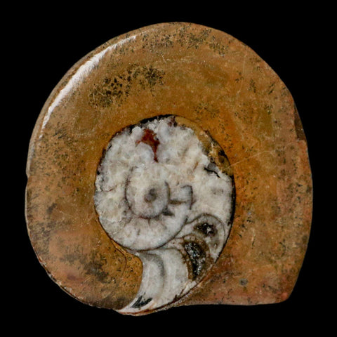 3.1" Goniatite Ammonite Fossil Polished, Cut Half's Erfoud Morocco Devonian Age COA - Fossil Age Minerals