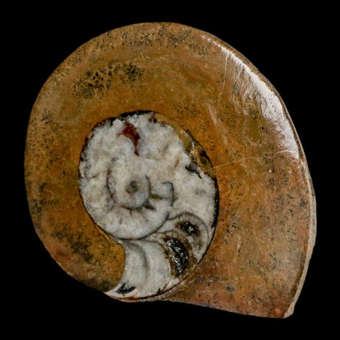 3.1" Goniatite Ammonite Fossil Polished, Cut Half's Erfoud Morocco Devonian Age COA - Fossil Age Minerals