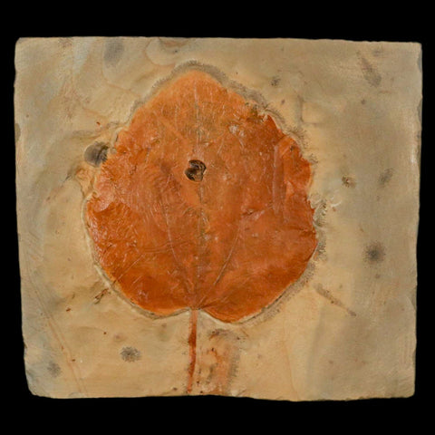 2.9" Zizyphoides Flabellum Fossil Plant Leaf Fort Union Glendive MT Paleocene Age - Fossil Age Minerals